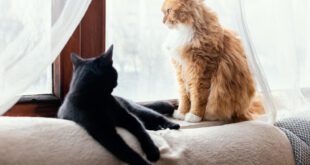 Introduzir um novo gato na casa pode ser um desafio para os tutores