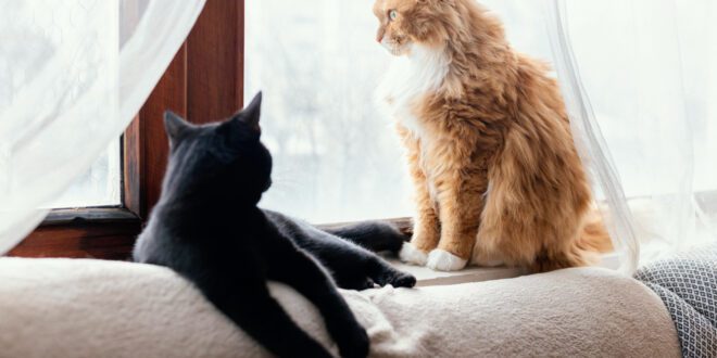 Introduzir um novo gato na casa pode ser um desafio para os tutores