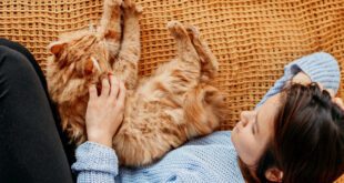 Agitação noturna do seu gato pode ser sinal de tédio ou ansiedade