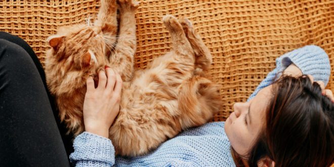 Agitação noturna do seu gato pode ser sinal de tédio ou ansiedade