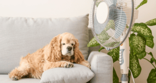 Veterinário destaca riscos de hipertermia e desidratação em pets durante o calor