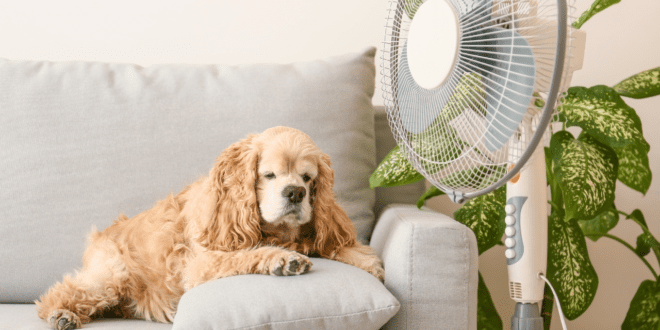 Veterinário destaca riscos de hipertermia e desidratação em pets durante o calor