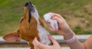 Sarna de cães pega em humanos?