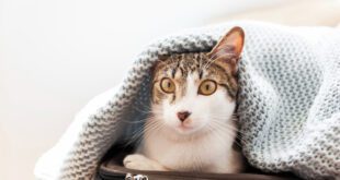 Gatos são gente boa: curiosidades sobre eles no Dia Mundial do Gato