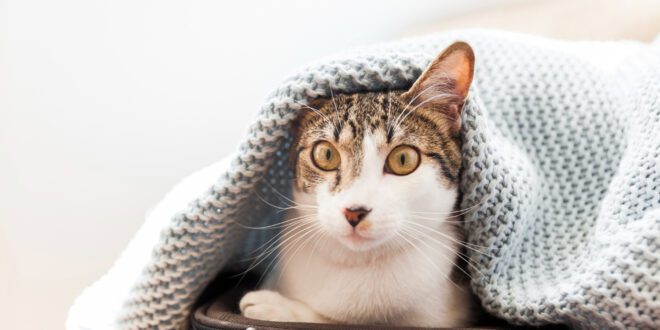 Gatos são gente boa: curiosidades sobre eles no Dia Mundial do Gato