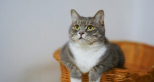 Cuidados essenciais com os gatos são demonstração de amor verdadeiro