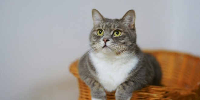 Cuidados essenciais com os gatos são demonstração de amor verdadeiro