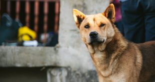 Lei diz que ninguém pode ser impedido de alimentar animais de rua no Piauí
