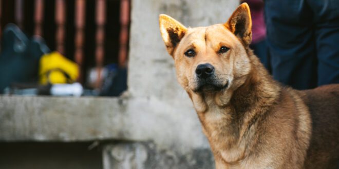 Lei diz que ninguém pode ser impedido de alimentar animais de rua no Piauí