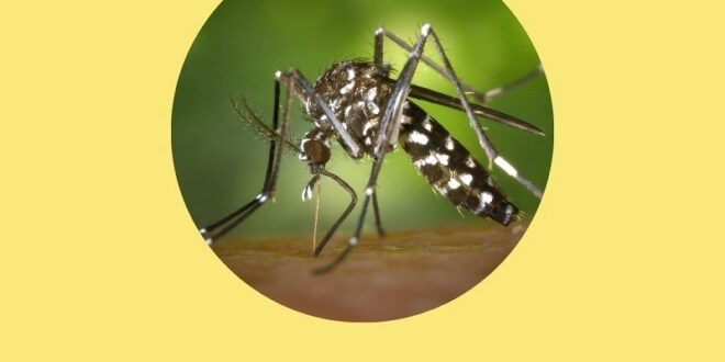 Espírito Santo registra caso de dengue tipo 3