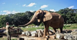 Animais do zoológico de BH ganham recursos para aliviar o calor intenso