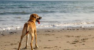 Cães podem tomar água do mar? Entenda os riscos e o que fazer caso aconteça