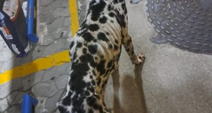 Polícia prende homem em flagrante por maus-tratos a um cachorro em Vitória