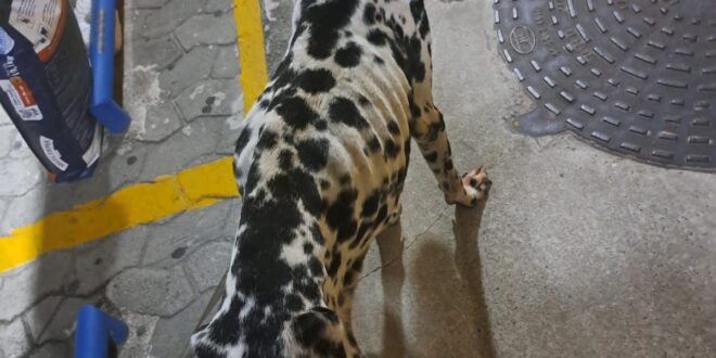 Polícia prende homem em flagrante por maus-tratos a um cachorro em Vitória