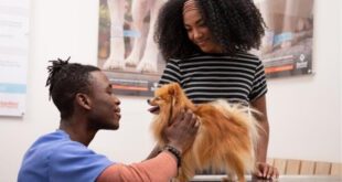 Nutrição sob medida pode ajudar a prevenir a obesidade em pets