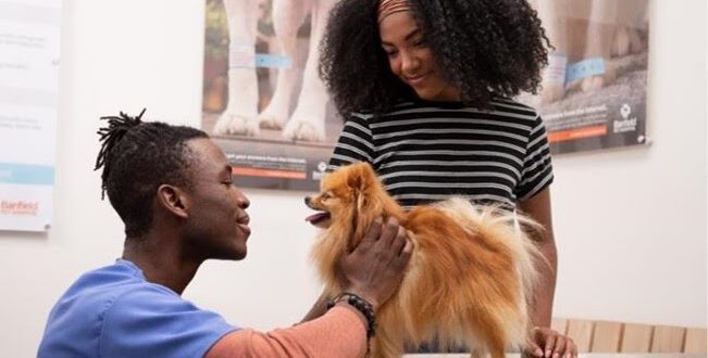 Nutrição sob medida pode ajudar a prevenir a obesidade em pets
