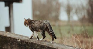 Pesquisa mostra para onde vão os gatos quando saem de casa