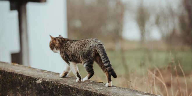 Pesquisa mostra para onde vão os gatos quando saem de casa