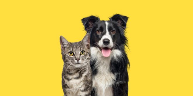 Doenças renais em pets são foco durante campanha Março Amarelo
