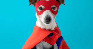 Quais os cuidados essenciais para festejar de forma segura com meu pet?