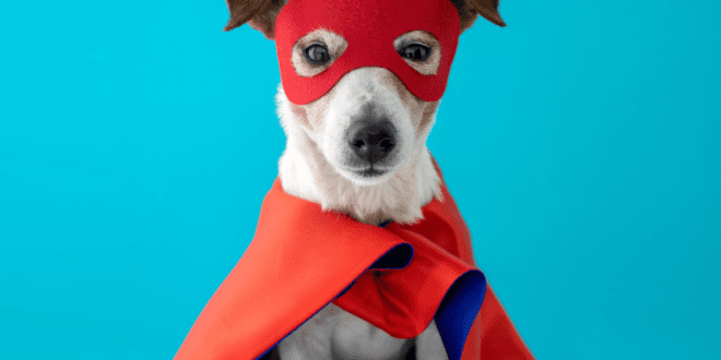 Quais os cuidados essenciais para festejar de forma segura com meu pet?