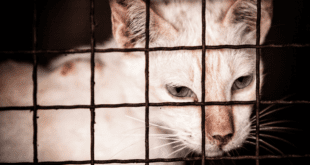 Gatos de vida livre são remanejados durante obras de ampliação do aeroporto de Congonhas