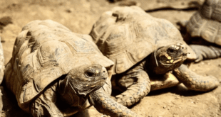 Tartarugas resgatadas do tráfico são devolvidas à natureza na colômbia