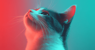 Doença renal crônica em gatos: como diagnosticar e tratar para garantir qualidade de vida