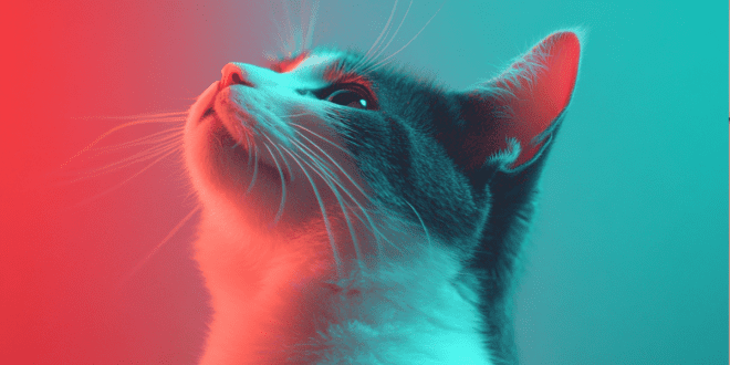 Doença renal crônica em gatos: como diagnosticar e tratar para garantir qualidade de vida