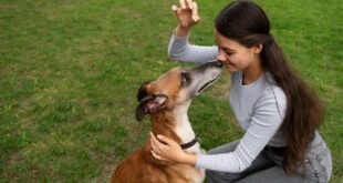 Veterinária lista dicas para aplicar o reforço positivo com