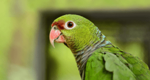Corte de asas em psitacídeos é uma prática perigosa?