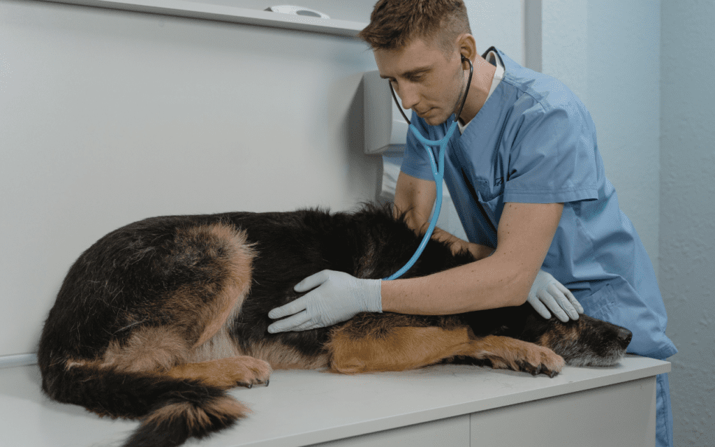 Veterinária reforça a importância da leishmaniose em cães