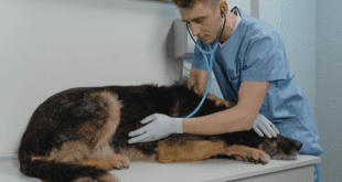 Veterinária reforça a importância da leishmaniose em cães
