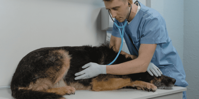 Veterinária reforça a importância da leishmaniose em cães