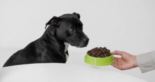 Meu pet não quer comer! O que fazer?