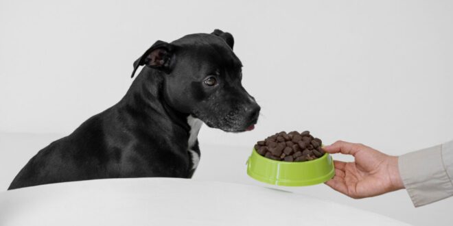 Meu pet não quer comer! O que fazer?