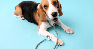 Crises epilépticas em cães: causas e opções de tratamento