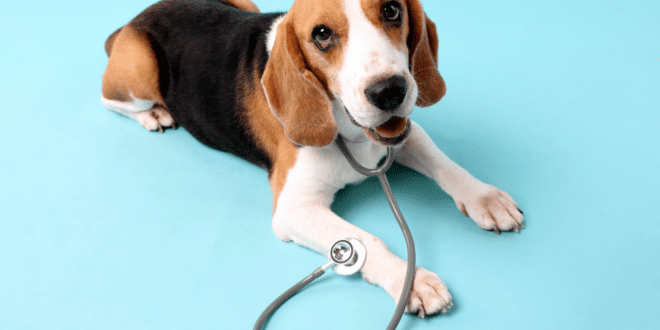 Crises epilépticas em cães: causas e opções de tratamento