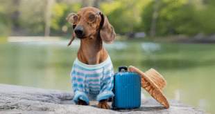 Dicas para viajar com segurança com seu pet no feriado