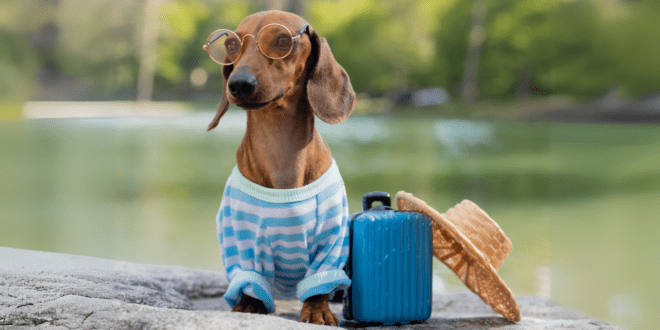 Dicas para viajar com segurança com seu pet no feriado