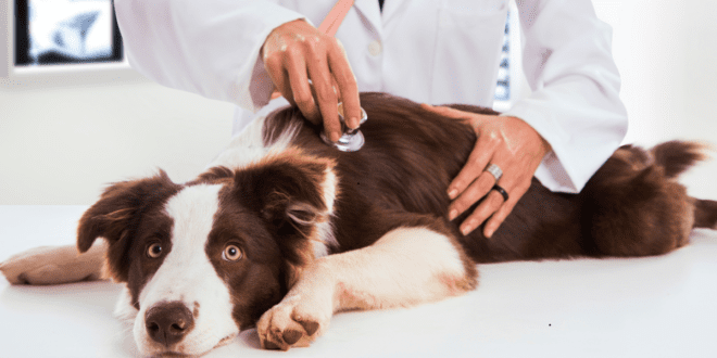 Cuidados essenciais para evitar doenças transmitidas por animais