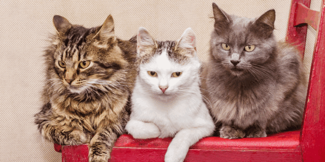 Evento em Salvador apresenta raças felinas e oferece orientações sobre cuidados com gatos – Portal