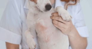 Como diferenciar Dermatite Atópica de Hipersensibilidade Alimentar