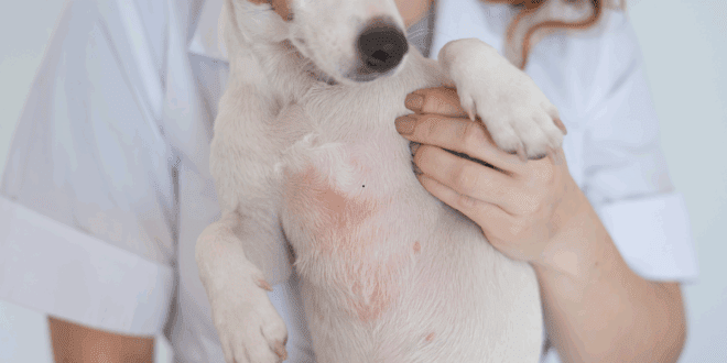 Como diferenciar Dermatite Atópica de Hipersensibilidade Alimentar