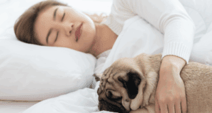 Dormir com seu cachorro é seguro? Especialistas analisam prós e contras