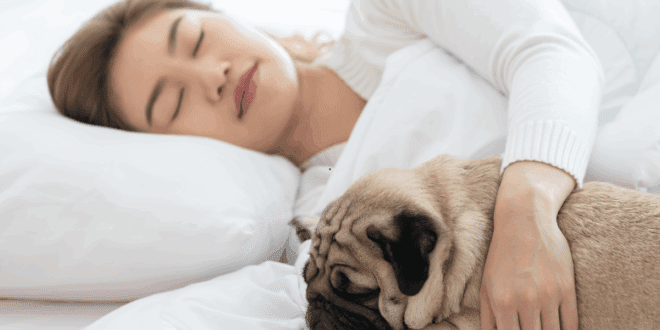 Dormir com seu cachorro é seguro? Especialistas analisam prós e contras