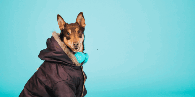 Roupinha, banho e alimentação: veja como proteger seu pet no frio