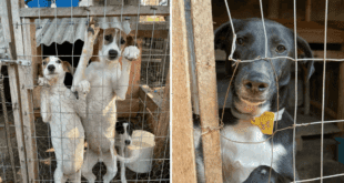 Animais resgatados das enchentes no Sul ainda aguardam ajuda e abrigo