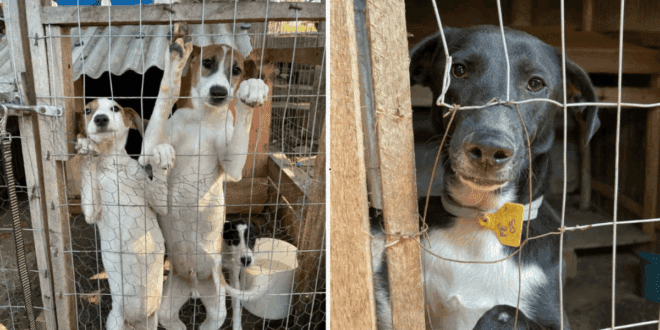 Animais resgatados das enchentes no Sul ainda aguardam ajuda e abrigo