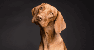 Dermatologia veterinária ganha precisão com integração entre clínica e histopatologia